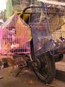 Pet store on wheels. We couldnt believe it when we saw this motorbike with caged pets parked on the side of a very busy street in HCM City.